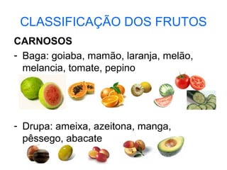 CLASSIFICAÇÃO DOS FRUTOS
CARNOSOS
- Baga: goiaba, mamão, laranja, melão,
  melancia, tomate, pepino




- Drupa: ameixa, azeitona, manga,
  pêssego, abacate
 