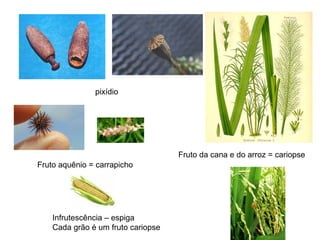 pixídio




                                    Fruto da cana e do arroz = cariopse
Fruto aquênio = carrapicho




    Infrutescência – espiga
    Cada grão é um fruto cariopse
 