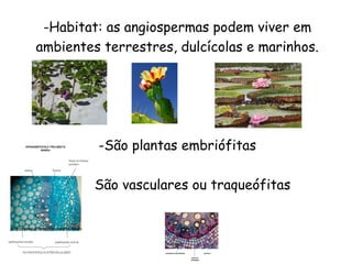 -Habitat: as angiospermas podem viver em
ambientes terrestres, dulcícolas e marinhos.




         -São plantas embriófitas

    -    São vasculares ou traqueófitas
 