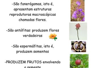 -São fanerógamas, isto é,
    apresentam estruturas
  reprodutoras macroscópicas
       chamadas flores.


-São antófitas: produzem flores
         verdadeiras


   -São espermáfitas, isto é,
      produzem sementes


-PRODUZEM FRUTOS envolvendo
 