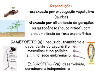 Reprodução:
         •assexuada por propagação vegetativa
                       (mudas)
         •Sexuada por alternância de gerações
           ou metagênese (pouco nítida), com
          predominância da fase esporofítica.

GAMETÓFITO (n) : reduzido, transitório e
     dependente do esporófito
      masculino: tubo polínico
     Feminino: saco embrionário

        ESPORÓFITO (2n): desenvolvido,
       duradouro e independente
 
