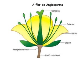 A flor de Angiosperma
 