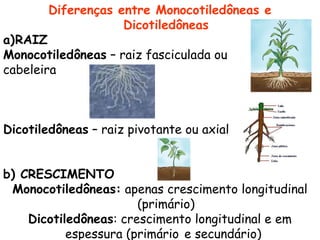 Diferenças entre Monocotiledôneas e
                    Dicotiledôneas
a)RAIZ
Monocotiledôneas – raiz fasciculada ou
cabeleira



Dicotiledôneas – raiz pivotante ou axial


b) CRESCIMENTO
 Monocotiledôneas: apenas crescimento longitudinal
                       (primário)
    Dicotiledôneas: crescimento longitudinal e em
           espessura (primário e secundário)
 