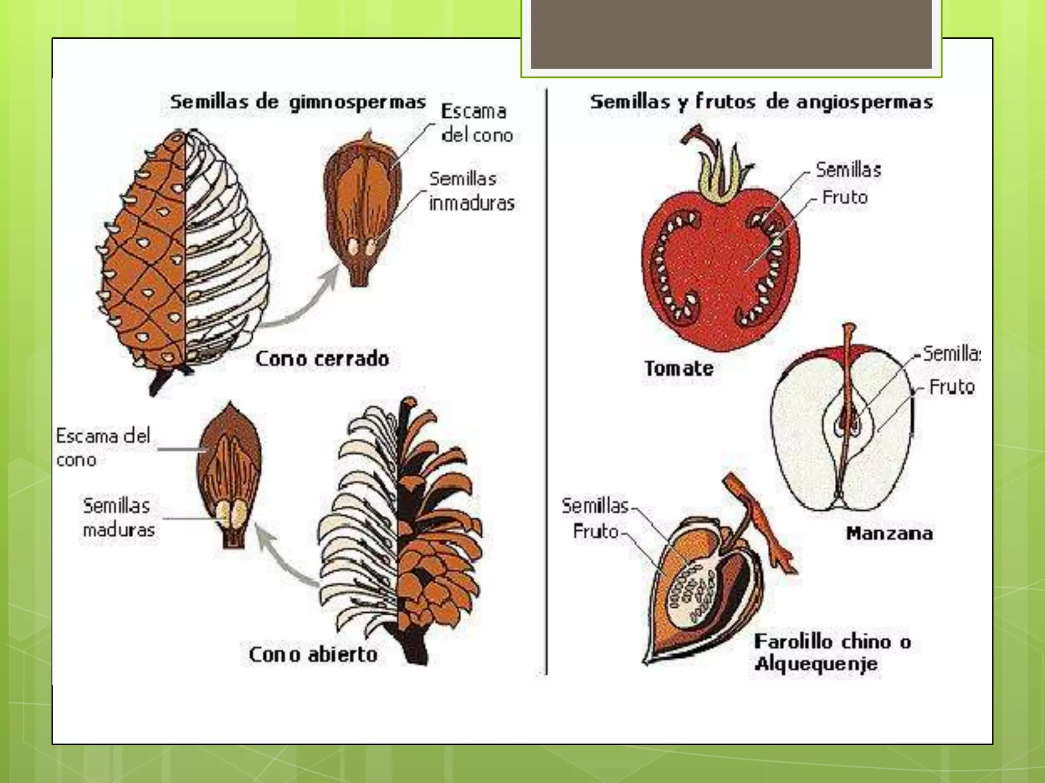 Angiospermas y gimnospermas | PPTX