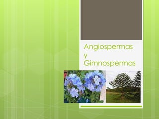 Angiospermas
y
Gimnospermas
 