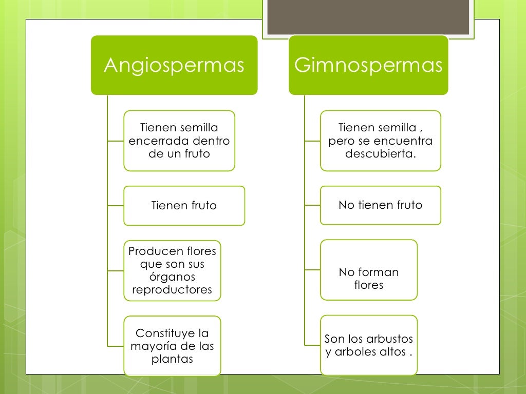 Diferenças Entre Angiospermas E Gimnospermas - REVOEDUCA