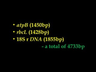 • atpB (1450bp)
• rbcL (1428bp)
• 18S r DNA (1855bp)
- a total of 4733bp
 