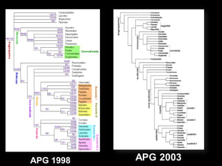 Angileri Classification Angiosperm classifications | PPT
