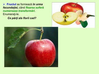  Fructul se formează în urma
fecundaţiei, când floarea suferă
numeroase transformări.
Enumeraţi-le.
Ce părţi ale florii cad?
 