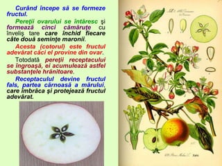 Angiosperme | PPTX