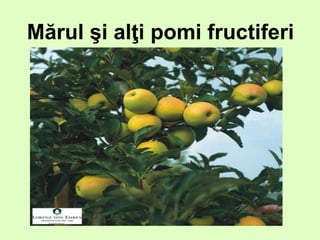 Mărul şi alţi pomi fructiferi
 