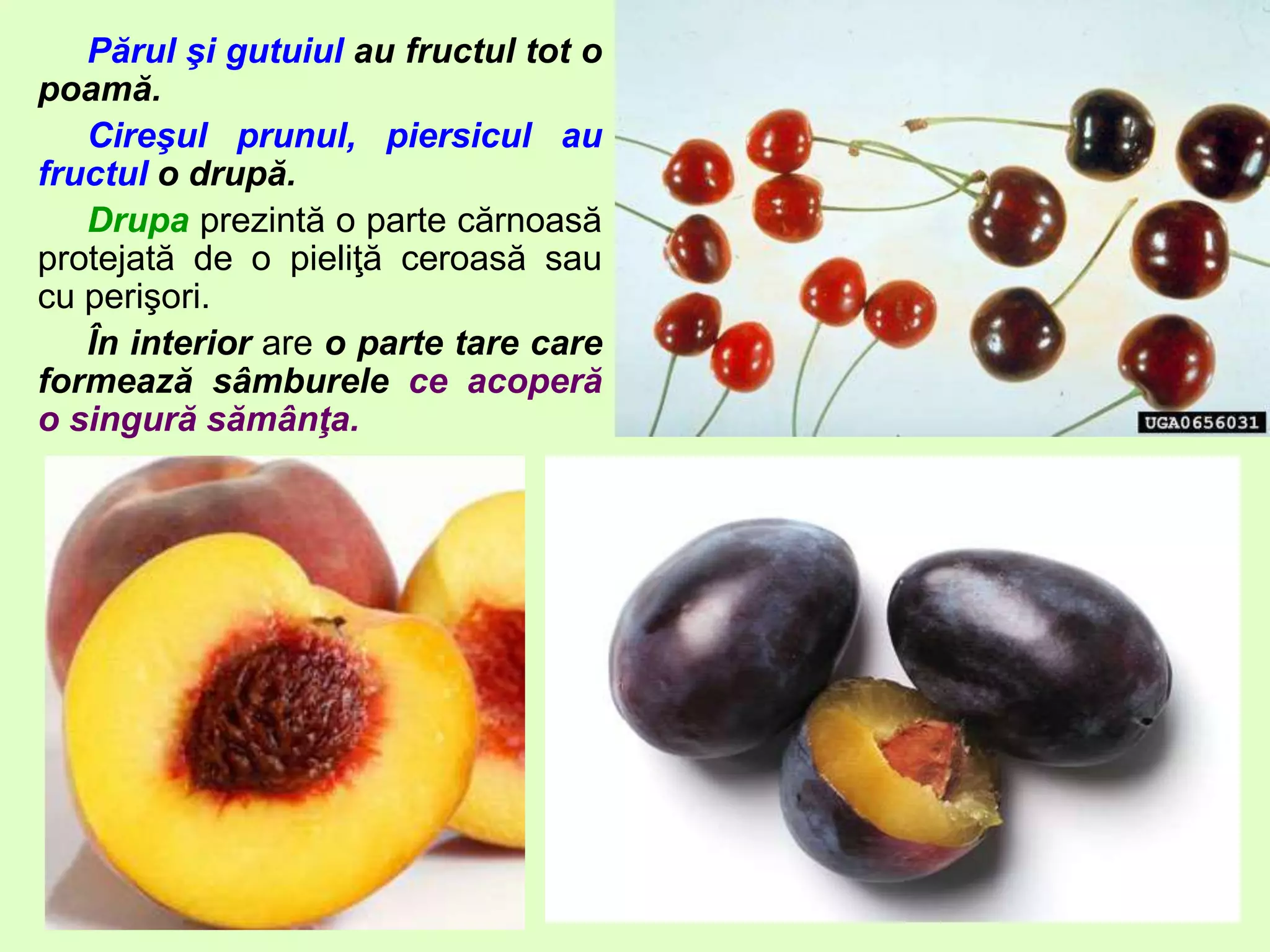 Angiosperme | PPTX