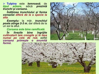  Tulpina este lemnoasă, de
tipul arbore, adică prezintă
trunchi şi coroana.
Înălţimea trunchiului şi forma
coroanei diferă de la o specie la
alta.
Exemplu: la măr, trunchiul
poate atinge 2-3 m, dar diferă de la
un soi la altul.
Coroana este bine ramificată.
În livezile bine îngrijite
cultivatorii taie crengile şi le lasa
numai pe cele de rod, astfel
coroana primeşte o anumită
formă.
 