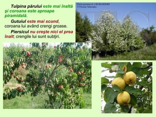 Tulpina părului este mai înaltă
şi coroana este aproape
piramidală.
Gutuiul este mai scund,
coroana lui având crengi groase.
Piersicul nu creşte nici el prea
înalt; crengile lui sunt subţiri.
 