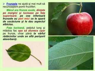  Frunzele ne ajută şi mai mult să
recunoaştem pomii fructiferi.
Mărul are frunze ovale, dinţate
pe margini şi lucioase pe faţa
superioară; pe cea inferioară
frunzele au peri mici ce le apară
de uscăciune şi le dau aspectul
albicios.
Faţa lucioasă, peţiolul lung şi
mlădios fac apa să alunece uşor
pe frunze, chiar până la vârful
rădăcinilor unde se află perişorii
absorbanţi.
 