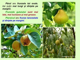 Părul are frunzele tot ovale,
dar puţin mai lungi şi dinţate pe
margini.
Frunzele gutuiului sunt mai
late, mai lucioase şi mai groase.
Piersicul are frunze lanceolate
şi dinţate pe margini.
 