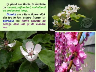 Şi părul are florile în buchete
dar cu mai puţine flori, mai albe şi
cu codiţe mai lungi.
Gutuiul are câte o floare albă,
din loc în loc, printre frunze, iar
piersicul are florile aşezate pe
crengi, câte una şi de culoare
roz.
 