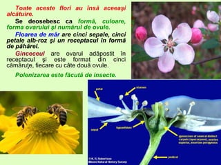 Toate aceste flori au însă aceeaşi
alcătuire.
Se deosebesc ca formă, culoare,
forma ovarului şi numărul de ovule.
Floarea de măr are cinci sepale, cinci
petale alb-roz şi un receptacul în formă
de păhărel.
Ginceceul are ovarul adăpostit în
receptacul şi este format din cinci
cămăruţe, fiecare cu câte două ovule.
Polenizarea este făcută de insecte.
 