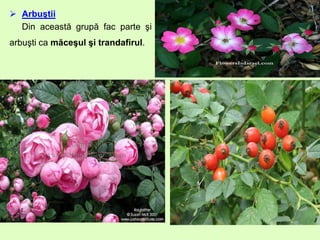  Arbuştii
Din această grupă fac parte şi
arbuşti ca măceşul şi trandafirul.
 