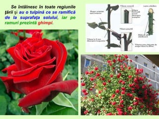 Se întâlnesc în toate regiunile
ţării şi au o tulpină ce se ramifică
de la suprafaţa solului, iar pe
ramuri prezintă ghimpi.
 