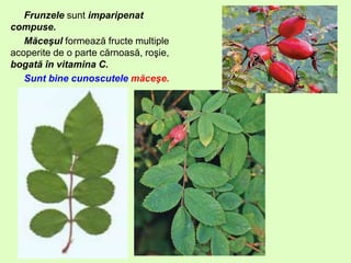 Frunzele sunt imparipenat
compuse.
Măceşul formează fructe multiple
acoperite de o parte cărnoasă, roşie,
bogată în vitamina C.
Sunt bine cunoscutele măceşe.
 