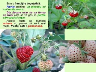 Este o înmulţire vegetativă.
Florile prezintă un gineceu cu
mai multe ovare.
Din fiecare ovar se va forma
un fruct care se va găsi în partea
cărnoasă şi roşie.
Aceste fructe se numesc
achene şi, pentru că sunt mai
multe, fructul este o poliachenă.
 