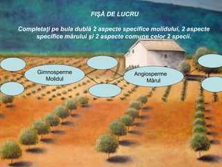 FIŞĂ DE LUCRU
Completaţi pe bula dublă 2 aspecte specifice molidului, 2 aspecte
specifice mărului şi 2 aspecte comune celor 2 specii.
Gimnosperme
Molidul
Angiosperme
Mărul
 