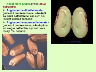 Acest mare grup cuprinde două
subgrupe:
 Angiosperme dicotiledonate-
grupează plantele care au sămânţă
cu două cotiledoane, aşa cum am
învăţat la bobul de fasole;
 Angiosperme monocotiledonate -
grupează plante care au sămânţă cu
un singur cotiledon, aşa cum vom
învăţa mai departe;
 