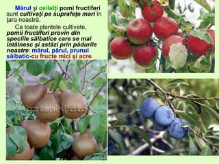 Mărul şi ceilalţi pomi fructiferi
sunt cultivaţi pe suprafeţe mari în
ţara noastră.
Ca toate plantele cultivate,
pomii fructiferi provin din
speciile sălbatice care se mai
întâlnesc şi astăzi prin pădurile
noastre: mărul, părul, prunul
sălbatic-cu fructe mici şi acre.
 