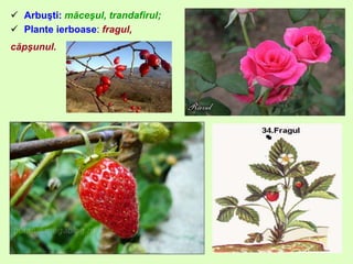  Arbuşti: măceşul, trandafirul;
 Plante ierboase: fragul,
căpşunul.
 