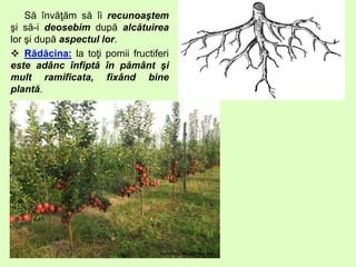 Să învăţăm să îi recunoaştem
şi să-i deosebim după alcătuirea
lor şi după aspectul lor.
 Rădăcina: la toţi pomii fructiferi
este adânc înfiptă în pământ şi
mult ramificata, fixând bine
plantă.
 