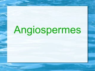 Angiospermes 