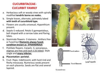 CUCURBITACEAE-
CUCURBIT FAMILY
a. Herbacious soft or woody vines with spirally
modified tendrils borne on nodes.
b. Simple leaves, alternate, palmately lobed
with teeth of cucurbitoid type.
c. Flowers are usually unisexual, Hypanthium
present.
d. Sepals-5 reduced. Petals-5 gamopetalous,
bell shaped with a narrow tube and flaring
lobes.
e. Staminate flowers- 3 stamens . Anthers free
or fused but filaments always fused-
condition known as SYNANDROUS
f. Pistillate flowers. Carpels- 3, syncarpous,
stigmas are free and each is bi-lobed. Style
single and ovary inferior.
g. Placentation- parietal.
h. Fruit- Pepo. Indehiscent, with hard rind and
fleshy mesocarp. Numerous seeds present
on each placenta. Seeds are flat and several
layered.
Leaf teeth
 