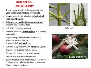 RUBIACEAE-
COFFEE FAMILY
a. Trees, herbs, shrubs or lianas containing
various alkaloids, raphide crystals etc.
b. Leaves opposite to whorled, stipules leaf-
like; Interstipulate.
c. Colleters i.e. multicellular secretory hair
present on adaxial surface.
d. Inflorescence- determiinate.
e. Flowers bisexual, heterostylous, sometimes
aggregated.
f. Sepals- 4-5 gamosepalous. Petals- 4-5,
wheel or funnel- shaped.
g. Stamens- 4-5, epipetalous.
h. Carpels- 2, syncarpous, with Inferior Ovary.
i. Stigma- 1or 2, placentation- axile.
j. Ovules 1 to numerous in each locule
k. Nectar disc present above ovary.
l. Economically important family as it provides
Coffea arabica, Gardenia, Pentas, Hamelia,
Rubia tinctoria- red dye.
heterostyly
Coffea arabica
Colleters
 