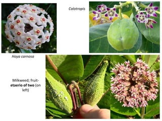Hoya carnosa
Milkweed; fruit-
etaerio of two (on
left)
Calotropis
 