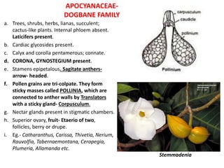 APOCYANACEAE-
DOGBANE FAMILY
a. Trees, shrubs, herbs, lianas, succulent;
cactus-like plants. Internal phloem absent.
Laticifers present.
b. Cardiac glycosides present.
c. Calyx and corolla pentamerous; connate.
d. CORONA, GYNOSTEGIUM present.
e. Stamens epipetalous. Sagitate anthers-
arrow- headed.
f. Pollen grains are tri-colpate. They form
sticky masses called POLLINIA, which are
connected to anther walls by Translators
with a sticky gland- Corpusculum.
g. Nectar glands present in stigmatic chambers.
h. Superior ovary, fruit- Etaerio of two,
follicles, berry or drupe.
i. Eg.- Catharanthus, Carissa, Thivetia, Nerium,
Rauvolfia, Tabernaemontana, Ceropegia,
Plumeria, Allamanda etc.
Stemmadenia
 