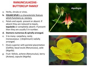 RANUNCULACEAE-
BUTTERCUP FAMILY
a. Herbs, shrubs or vines.
b. FOLIAR SPUR is a characteristic feature
which functions as nectary.
c. Petals and sepals present or absent. If
absent they are reduced to tepals,
tepaloids or completely absent. If present
then they are usually 5 in number.
d. Stamens numerous & spirally arranged.
e. 3 to many- carpellary, rarely
monocarpous ( Delphinium) radially
arranged.
f. Ovary superior with parietal placentation
(Caltha), basal ovule (Ranunculus), axile
(Nigella).
g. Fruit- follicle, achene (Ranunculus), berry
(Actaea), capsule (Nigella).
Aquilegia
 