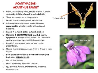 ACANTHACEAE-
ACANTHUS FAMILY
a. Herbs, occasionally vines, shrubs or trees. Contain
various Cystoliths, phenolics and alkaloids.
b. Show anomalous secondary growth.
c. Leaves simple to compound, ex-stipulate.
d. Infloresence- various with bisexual flowers,
zygomorphic, with large colorful bracts and
bractlets.
e. Sepals- 4-5, fused; petals-5, fused, bilobed
f. Stamens-4, DIDYNAMOUS (2 long & 2 short),
epipetalous, anthers hairy; pollen sacs sometimes
widely seperated by a modified connective.
g. Carpel-2, syncarpous, superior ovary, axile
placentation.
h. Stigma funnel shaped, ovules 2-10 in 2rows in each
locule.
i. Each ovule is borne on a modified hook shaped
funiculus- RETINACULUM.
j. Nectar disc present.
k. Fruit- explosively dehiscent capsule
l. Eg,- Barleria, Ruellia, Eranthemum, Avicennia,
Acanthus, etc.
retinaculum
Justicia ovata
 