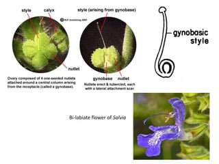 Bi-labiate flower of Salvia
 