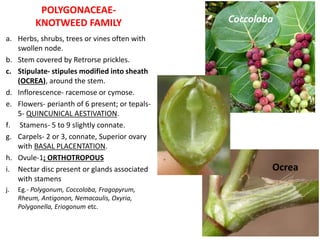 POLYGONACEAE-
KNOTWEED FAMILY
a. Herbs, shrubs, trees or vines often with
swollen node.
b. Stem covered by Retrorse prickles.
c. Stipulate- stipules modified into sheath
(OCREA), around the stem.
d. Inflorescence- racemose or cymose.
e. Flowers- perianth of 6 present; or tepals-
5- QUINCUNICAL AESTIVATION.
f. Stamens- 5 to 9 slightly connate.
g. Carpels- 2 or 3, connate, Superior ovary
with BASAL PLACENTATION.
h. Ovule-1; ORTHOTROPOUS
i. Nectar disc present or glands associated
with stamens
j. Eg.- Polygonum, Coccoloba, Fragopyrum,
Rheum, Antigonon, Nemacaulis, Oxyria,
Polygonella, Eriogonum etc.
Coccoloba
Ocrea
 