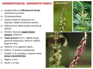 AMARANTHACAE- AMARANTH FAMILY
a. Usually herbs or suffrutescent shrubs,
sometimes succulent
b. C4 photosynthesis
c. Leaves simple to compound, ex-
stipulate. Nodes sometimes swollen.
d. Inflorescence- determinate, terminal &
axillary.
e. Flowers- bisexual, papery bracts
present, clustered
f. Tepals present-3 to 5, slightly fused,
green & herbaceous, white or reddish,
papery or dry.
g. Stamens- 3-5, opposite tepals,
h. Pollens- 7- porate to polyporate.
i. Carpels- 2-3, syncapous, superior ovary,
BASAL PLACENTATION.
j. Stigma- 1 to 3.
k. Ovule- 1 or few.
Achyranthes
Amaranthus
 