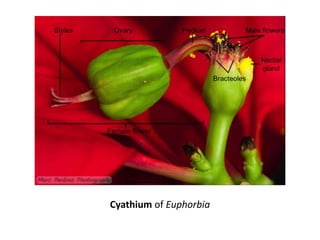 Cyathium of Euphorbia
 