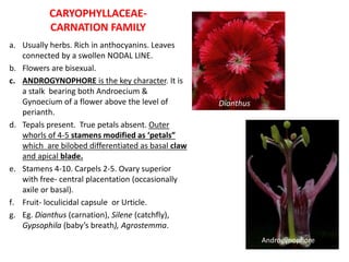 CARYOPHYLLACEAE-
CARNATION FAMILY
a. Usually herbs. Rich in anthocyanins. Leaves
connected by a swollen NODAL LINE.
b. Flowers are bisexual.
c. ANDROGYNOPHORE is the key character. It is
a stalk bearing both Androecium &
Gynoecium of a flower above the level of
perianth.
d. Tepals present. True petals absent. Outer
whorls of 4-5 stamens modified as ‘petals”
which are bilobed differentiated as basal claw
and apical blade.
e. Stamens 4-10. Carpels 2-5. Ovary superior
with free- central placentation (occasionally
axile or basal).
f. Fruit- loculicidal capsule or Urticle.
g. Eg. Dianthus (carnation), Silene (catchfly),
Gypsophila (baby’s breath), Agrostemma.
Dianthus
Androgynophore
 