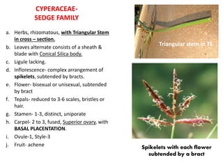 CYPERACEAE-
SEDGE FAMILY
a. Herbs, rhizomatous, with Triangular Stem
in cross – section.
b. Leaves alternate consists of a sheath &
blade with Conical Silica body.
c. Ligule lacking.
d. Inflorescence- complex arrangement of
spikelets, subtended by bracts.
e. Flower- bisexual or unisexual, subtended
by bract
f. Tepals- reduced to 3-6 scales, bristles or
hair.
g. Stamen- 1-3, distinct, uniporate
h. Carpel- 2 to 3, fused, Superior ovary, with
BASAL PLACENTATION.
i. Ovule-1, Style-3
j. Fruit- achene
Triangular stem in TS
Spikelets with each flower
subtended by a bract
 