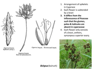 1. Arrangement of spikelets
in Cyperace
2. Each flower is subtended
by a bract
3. It differs from the
inflorescence of Poaceae
such that the glumes,
palea & lodicules are
absent in cyperaceae
4. Each flower only consists
of a bract, anthers,
syncarpous superior ovary.
Scirpus (bulrush)
 