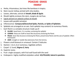 POACEAE- GRASS
FAMILY
a. Herbs, rhizomatous, but trees like bamboos in tropics.
b. Stem round, hollow, jointed with silica bodies.
c. Leaves, alternate, consist of sheath, blade & ligule.
d. Sheath tightly encloses the stem, margins do not fuse.
e. Ligule present on adaxial surface of sheath
f. Leaves with parallel veination
g. Inflorescence- Compound/branched Spike, Panicle, or Spike of Spikelets.
h. Spikelets are arranged on an axis. Each spikelet may contain1 to numerous Florets.
i. Each floret is a complex structure made up of-
 GLUME- basal bract, 2 in number, enclosing the spikelet
 LEMMA- these are chaff or bract like structures enclosing the floret.
 PALEA- bract like structure enclosing the floret, present b/w floret and the axis of spikelet. Often
translucent
 AWN- straight or needle like extensions from the lemma.
j. Flowers small bisexual or unisexual. Contain 2 lodicules
k. Stamen- 1 to 3, 6 or numerous. Sagittate anthers
l. Carpel- 3, fused, Stigma-2, hairy
m. Superior ovary.
n. Fruit- single caryopsis, with fruit wall fused with the seed
o. Endosperm- highly modified cotyledon called- SCUTELLUM, lateral in position.
 