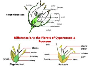 Floret of Poaceae
Difference b/w the Florets of Cyperaceae &
Poaceae
 