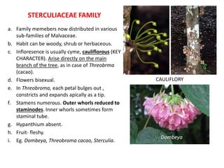 STERCULIACEAE FAMILY
a. Family memebers now distributed in various
sub-families of Malvaceae.
b. Habit can be woody, shrub or herbaceous.
c. Infloresence is usually cyme, cauliflorous (KEY
CHARACTER). Arise directly on the main
branch of the tree, as in case of Threobrma
(cacao).
d. Flowers bisexual.
e. In Threobroma, each petal bulges out ,
constricts and expands apically as a tip.
f. Stamens numerous. Outer whorls reduced to
staminodes. Inner whorls sometimes form
staminal tube.
g. Hypanthium absent.
h. Fruit- fleshy.
i. Eg. Dombeya, Threobroma cacao, Sterculia.
CAULIFLORY
Dombeya
 