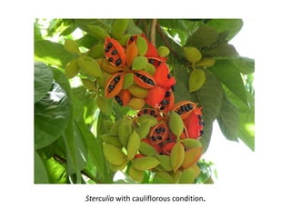 Sterculia with cauliflorous condition.
 