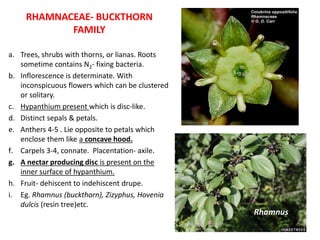 RHAMNACEAE- BUCKTHORN
FAMILY
a. Trees, shrubs with thorns, or lianas. Roots
sometime contains N2- fixing bacteria.
b. Inflorescence is determinate. With
inconspicuous flowers which can be clustered
or solitary.
c. Hypanthium present which is disc-like.
d. Distinct sepals & petals.
e. Anthers 4-5 . Lie opposite to petals which
enclose them like a concave hood.
f. Carpels 3-4, connate. Placentation- axile.
g. A nectar producing disc is present on the
inner surface of hypanthium.
h. Fruit- dehiscent to indehiscent drupe.
i. Eg. Rhamnus (buckthorn), Zizyphus, Hovenia
dulcis (resin tree)etc.
Rhamnus
 
